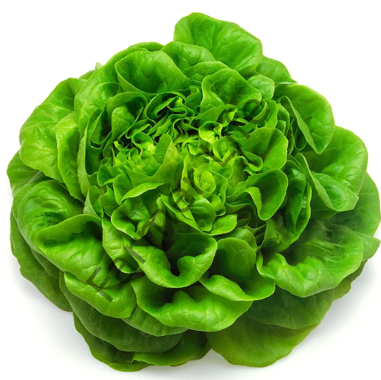 Tereyağlı Şemikler Marul Fidesi 12 Adet