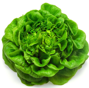 Tereyağlı Şemikler Marul Fidesi 12 Adet