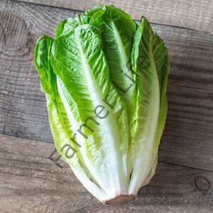 Paris İsland Marul Fidesi 12 Adet