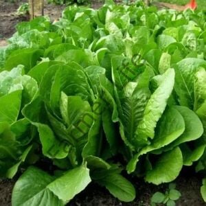 Paris İsland Marul Fidesi 12 Adet