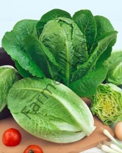 Paris İsland Marul Fidesi 12 Adet