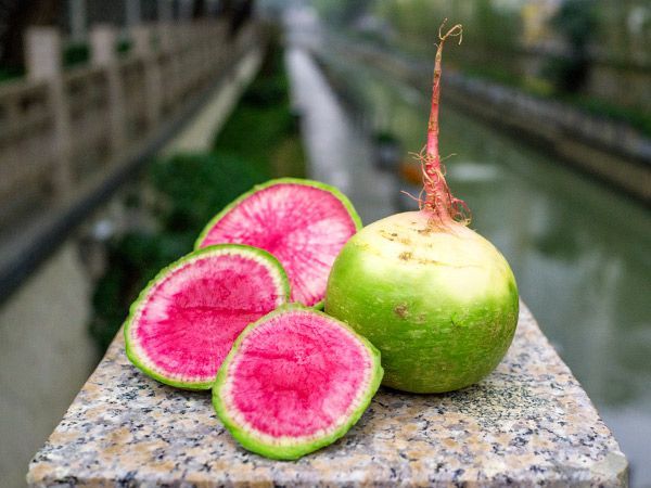 Pembe Yeşil Turp Tohumu (50 Tohum)