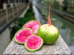 Pembe Yeşil Turp Tohumu (50 Tohum)