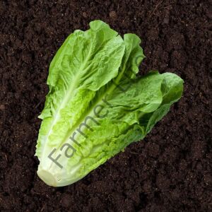 Paris İsland Marul Fidesi 12 Adet