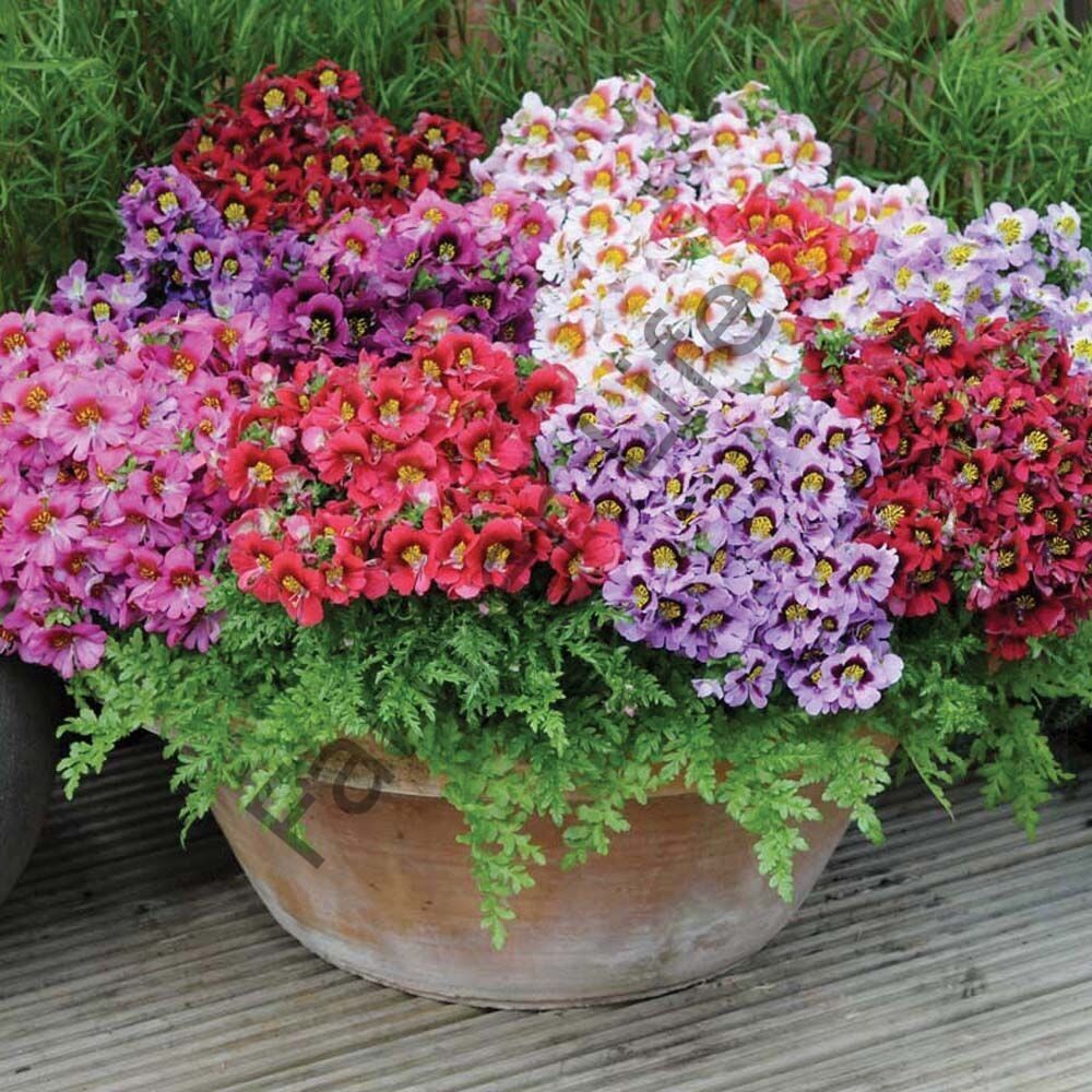 Karışık Renk Kelebek Orkidesi Fidesi 6 Adet