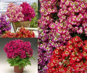 Karışık Renk Kelebek Orkidesi Fidesi 6 Adet