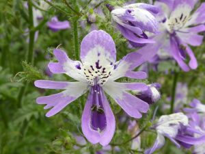 Karışık Renk Kelebek Orkidesi Fidesi 6 Adet