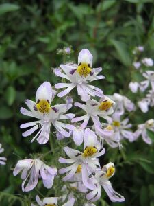 Karışık Renk Kelebek Orkidesi Fidesi 6 Adet