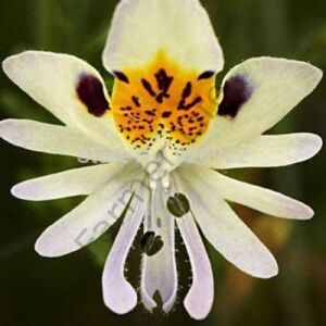 Karışık Renk Kelebek Orkidesi Fidesi 6 Adet