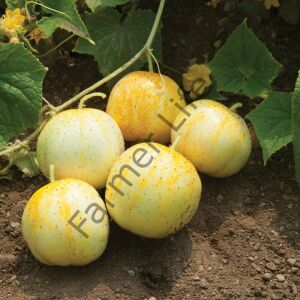 Limon Salatalık (Hıyar) Fidesi 6 Adet