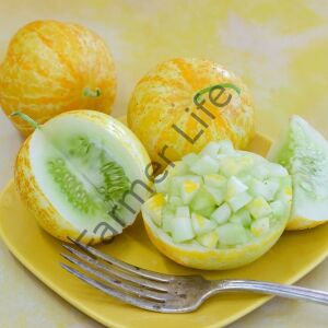 Limon Salatalık (Hıyar) Fidesi 6 Adet