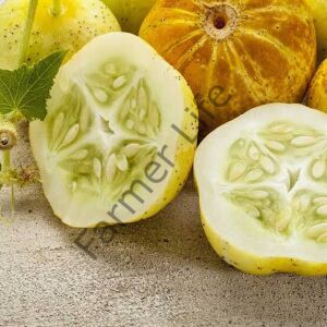 Limon Salatalık (Hıyar) Fidesi 6 Adet