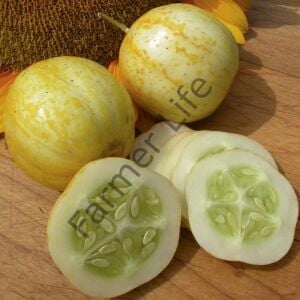 Limon Salatalık (Hıyar) Fidesi 6 Adet