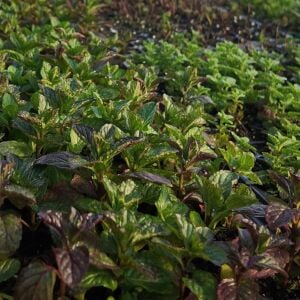 6 adet 3 Çeşit Nane Fidesi