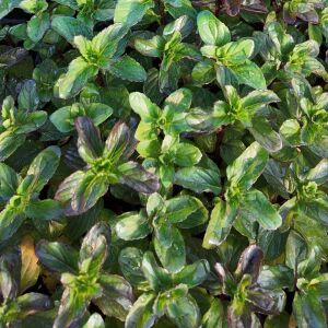 6 adet 3 Çeşit Nane Fidesi