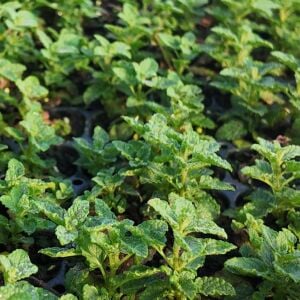 Çilek Kokulu Nane Fidesi 2 Adet