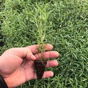 Biberiye Fidesi 6 Adet