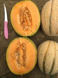 Altın Kalpler (Cantaloupe) Kavunu Fidesi 6 Adet