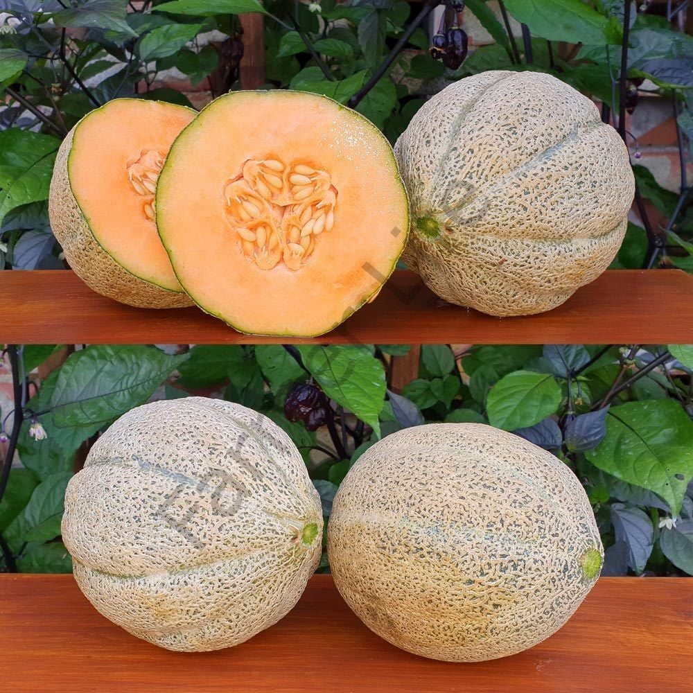 Altın Kalpler (Cantaloupe) Kavunu Fidesi 6 Adet