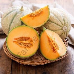 Altın Kalpler (Cantaloupe) Kavunu Fidesi 6 Adet