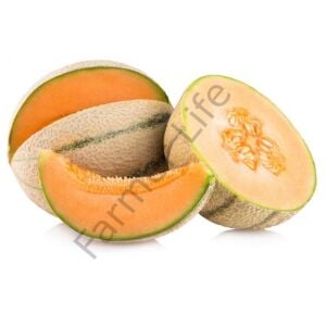 Altın Kalpler (Cantaloupe) Kavunu Fidesi 6 Adet