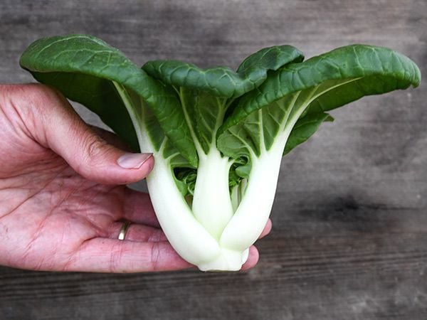 20 Adet Baby Bok Choy  (Çin Lahanası) Tohumu