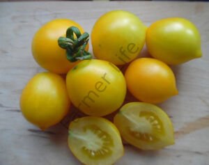 Sarı Mt Vesuvius Domates Fidesi 6 Adet
