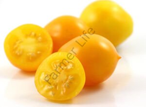 Sarı Mt Vesuvius Domates Fidesi 6 Adet