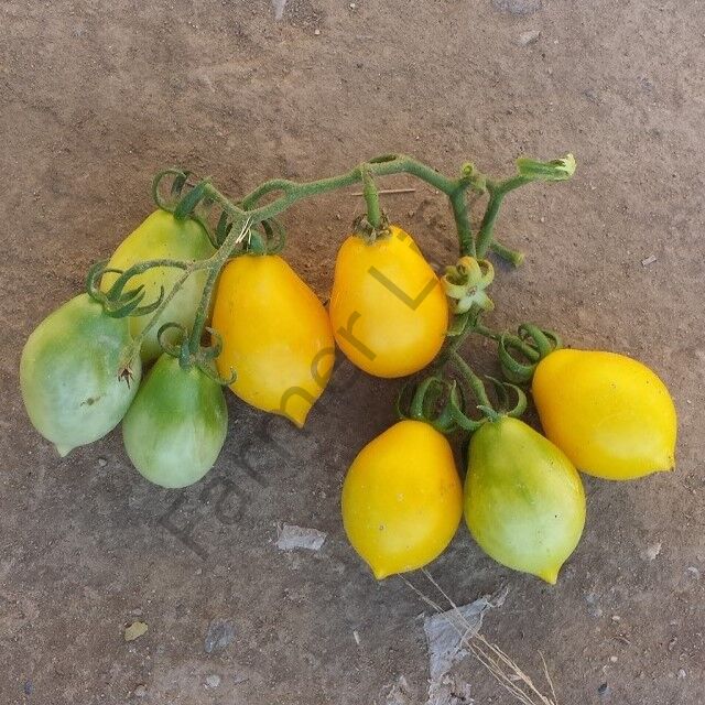 Sarı Mt Vesuvius Domates Fidesi 6 Adet