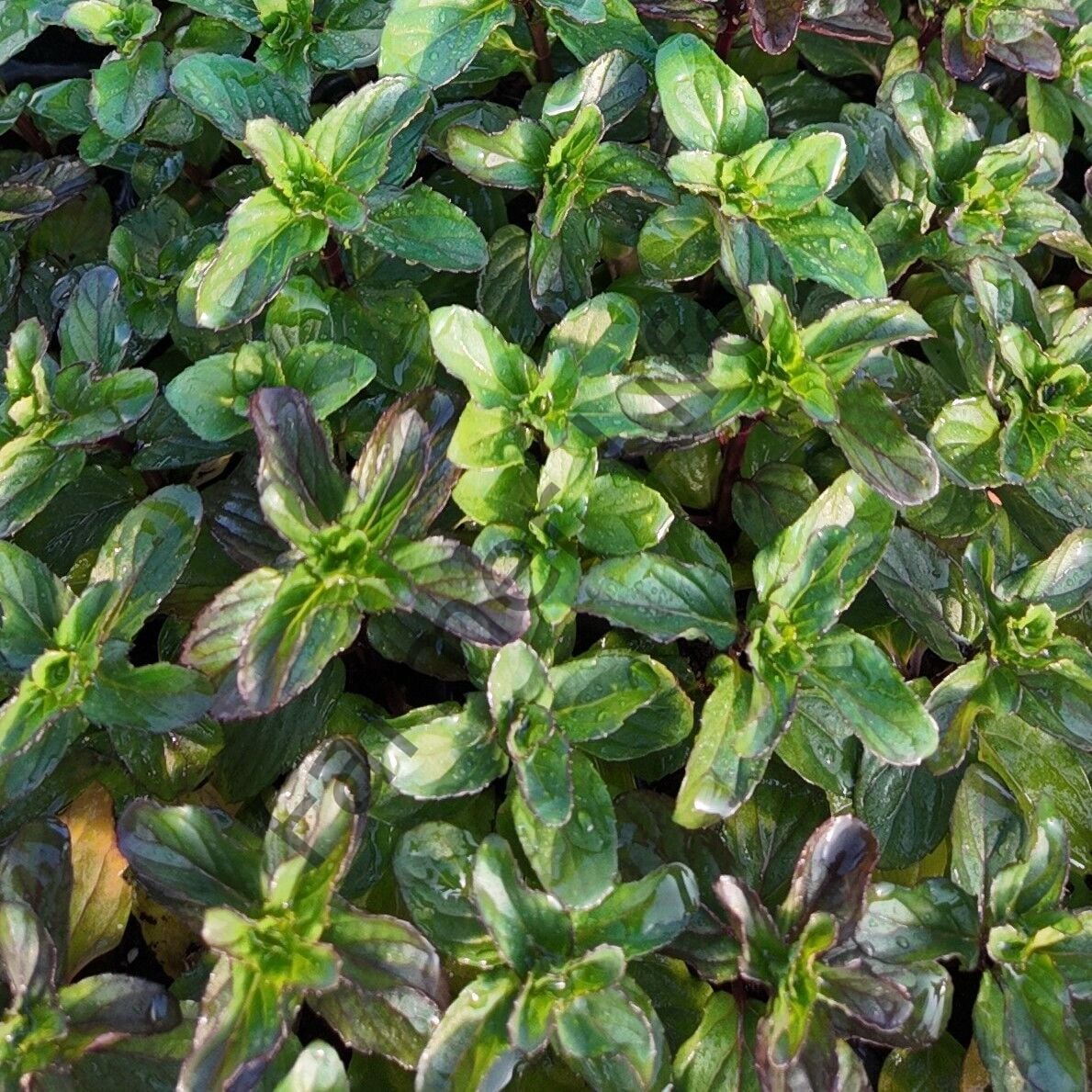 Bergamot Kokulu Nane Fidesi 6 Adet