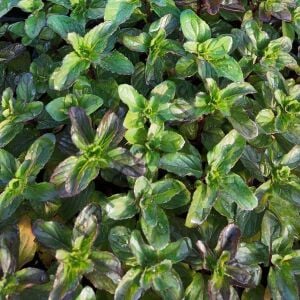 Bergamot Kokulu Nane Fidesi 6 Adet