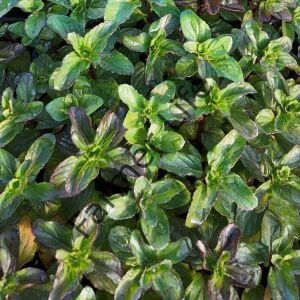 Greyfurt Kokulu Nane Fidesi 6 Adet