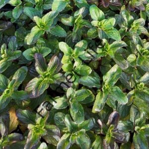 Elma Kokulu Nane Fidesi 6 Adet