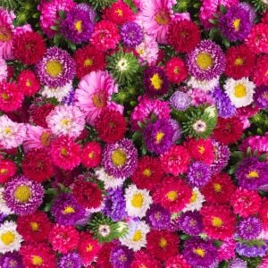 Karışık Renk Aster Çiçeği Fidesi 6 Adet