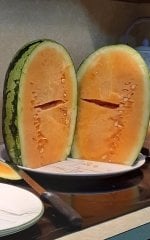 5 Adet Atalık Turuncu Karpuz Tohumu