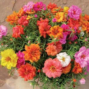 İpek Çiçeği (Kedi Tırnağı) Fidesi 6 Adet