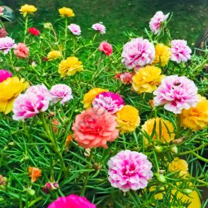 İpek Çiçeği (Kedi Tırnağı) Fidesi 6 Adet