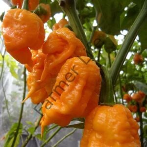 Sarı 7 Pot Biber Fidesi 6 Adet