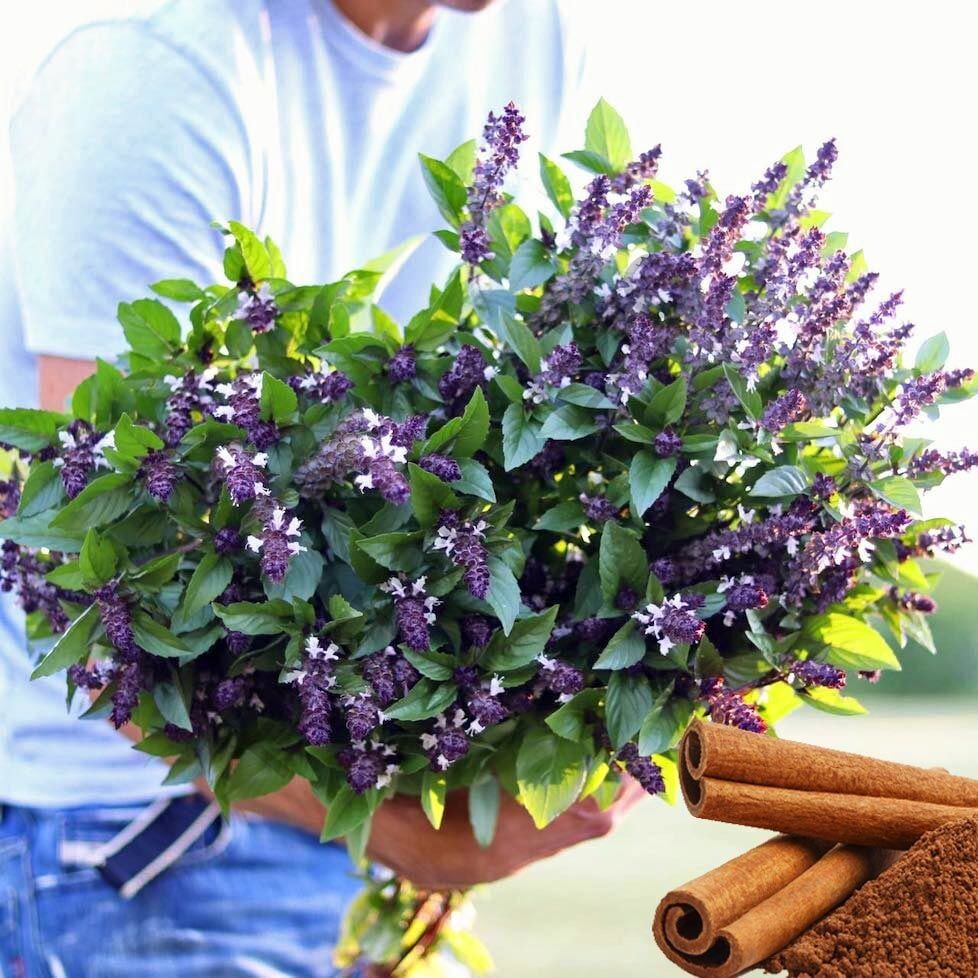 Tarçın Kokulu Fesleğen Fidesi 6 Adet