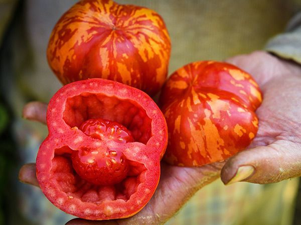10 Adet Kırmızı Tiger Domates Tohumu