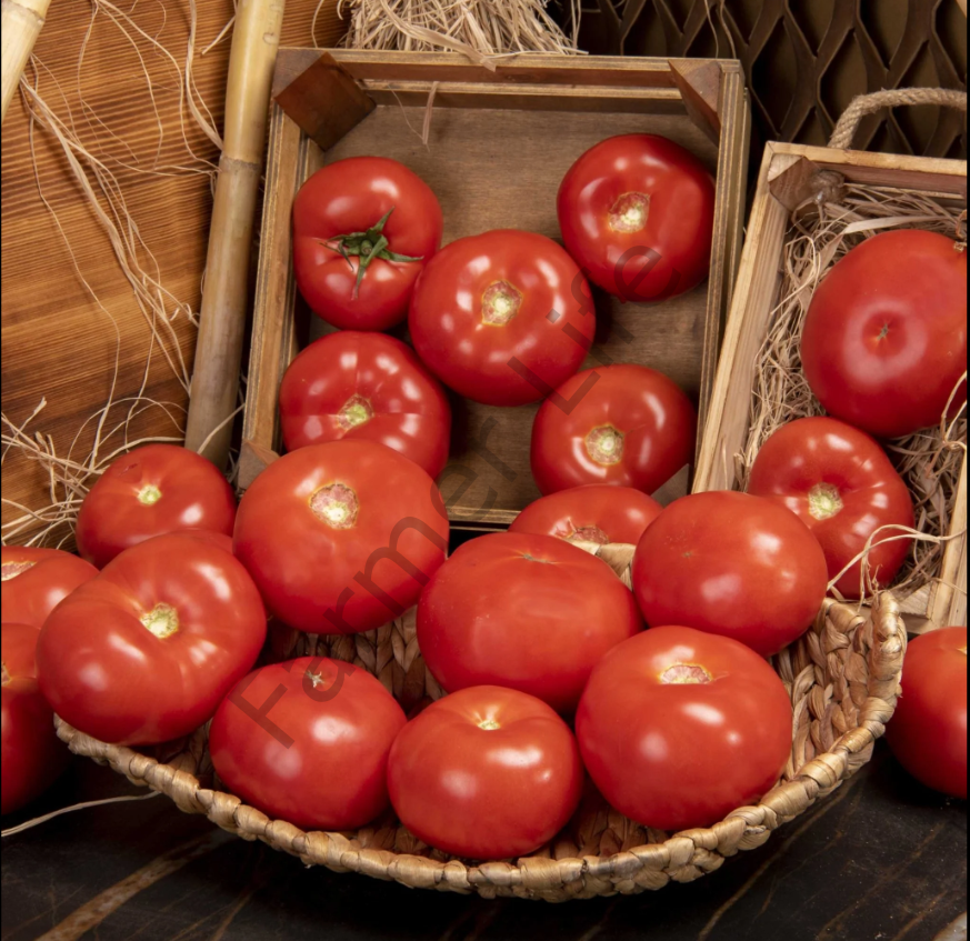 Çanakkale Domatesi Fidesi 6 Adet