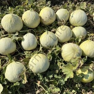 Atalık Beyaz Bergama Kavunu 6 Adet