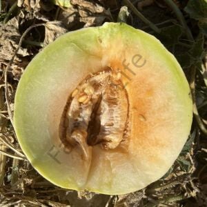 Atalık Beyaz Bergama Kavunu 6 Adet