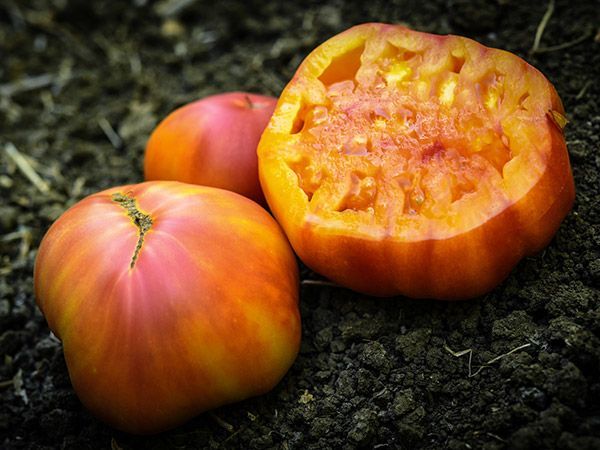 10 Adet Gökkuşağı Domates Tohumu