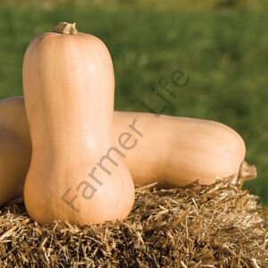 Butternut Bal Kabağı Fidesi 6 Adet
