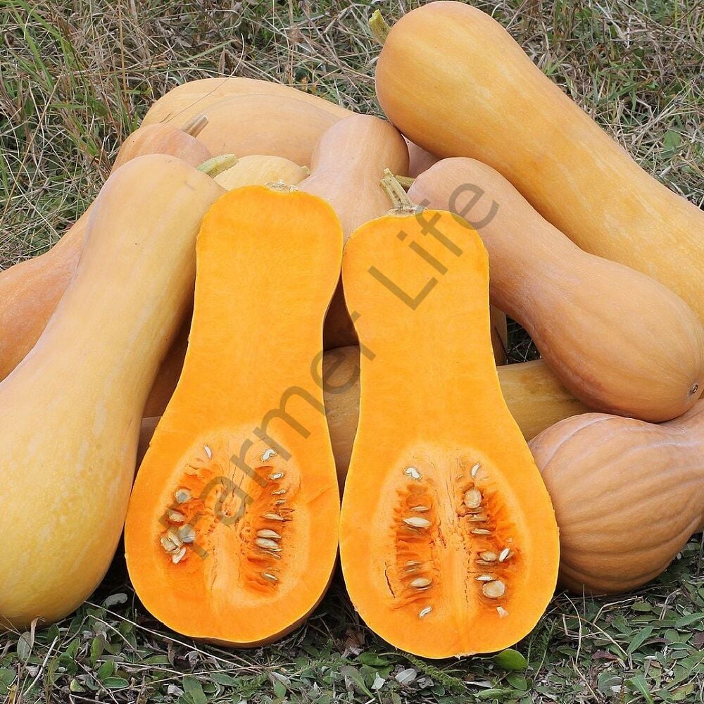 Butternut Bal Kabağı Fidesi 6 Adet
