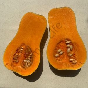 Butternut Bal Kabağı Fidesi 6 Adet