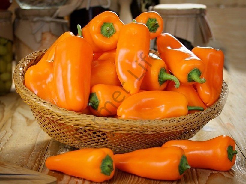 Turuncu Renkli Mini Kapya Biber Fidesi 6 Adet