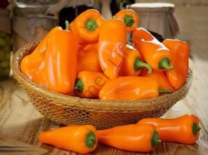 Turuncu Renkli Mini Kapya Biber Fidesi 6 Adet