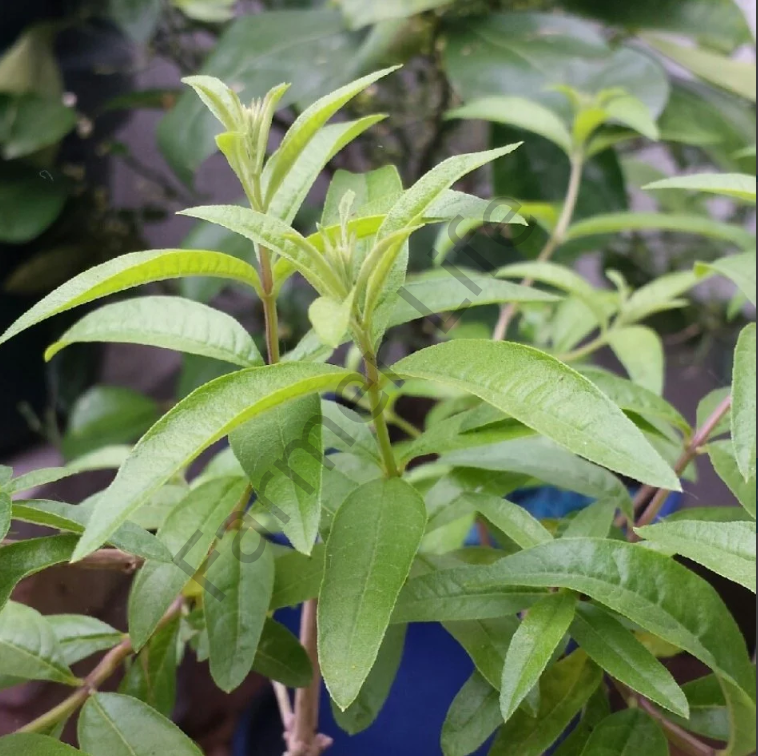 Limon Melisa fidesi 6 Adet